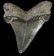 Serrated, Angustidens Tooth - Megalodon Ancestor #61797-1